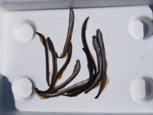 В Смоленском Поозерье обнаружили уникальный вид карликовых рыб
