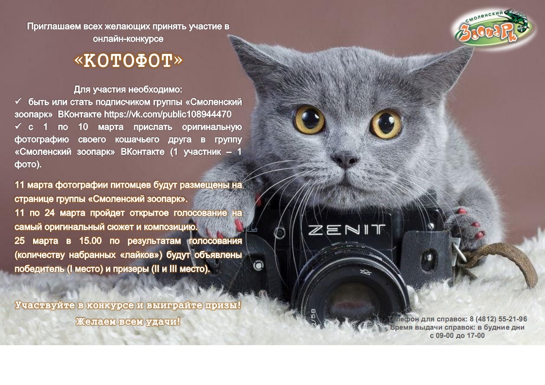 В Смоленске пройдет кошачий фотоконкурс