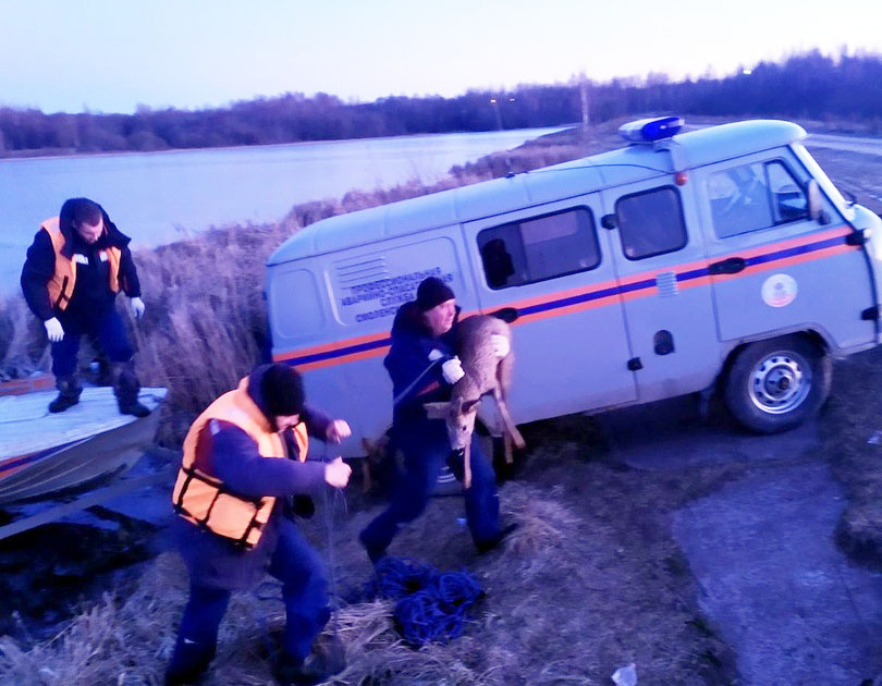Смоленские спасатели вытащили из ледяной воды косулю