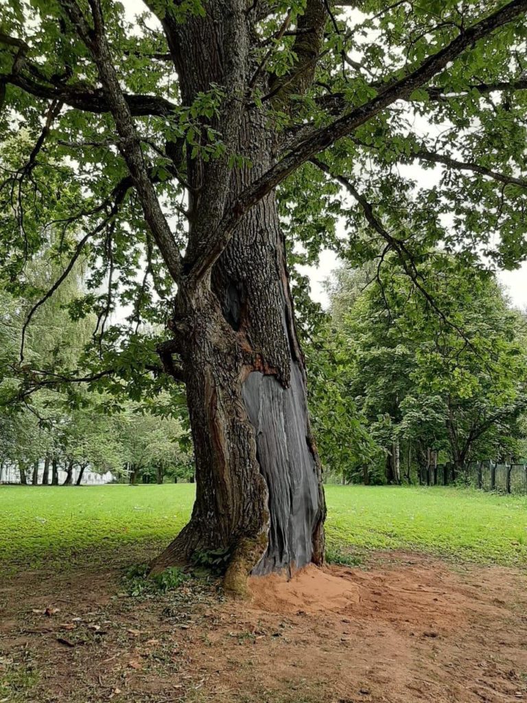 Дендрологи в Смоленской области лечат вековые деревья в  «Хмелите» 