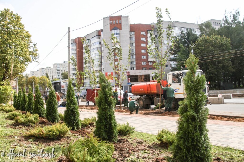 На улице Николаева в Смоленске начали высаживать клены-крупномеры